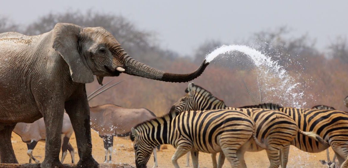 Namibia Wildlife