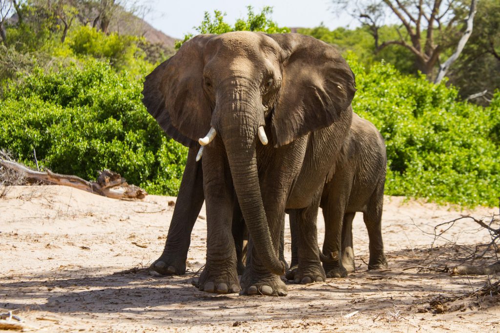 Namibia Kaokoveld - Elephant - Namibia