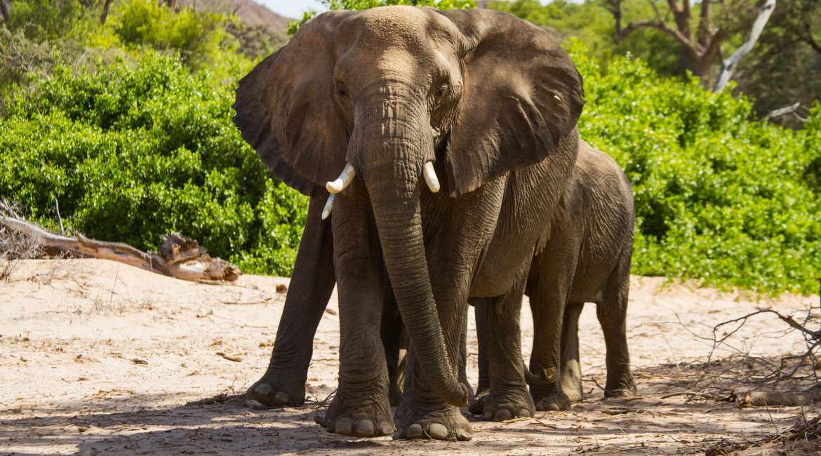 Namibia Kaokoveld - Elephant - Namibia